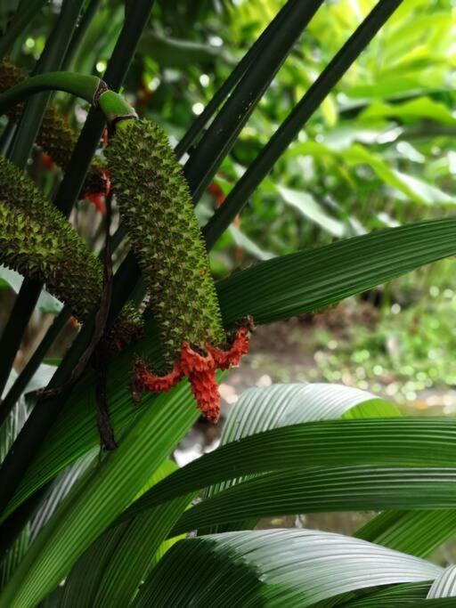 Elegant Villa In La Fortuna With Spacious Backyard Plus Very Private Pool & Parking エクステリア 写真
